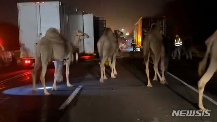 27일(현지시간) 미국 인디애나 주에서 동물들을 싣고 새벽시간 고속도로를 주행하던 서커스단 트레일러 차량에 화재가 나는 사고가 발생했다. 다행히 순찰 중이던 경찰이 불길을 보고 달려와 동물들을 무사히 구조했고, 화재도 인명피해 없이 진화됐다. 관할 보안관 사무소는 소셜미디어(SNS)에 동물 구조 영상과 사진을 공개했다. 출처 : @Grant County Sheriff's Office *재판매 및 DB 금지