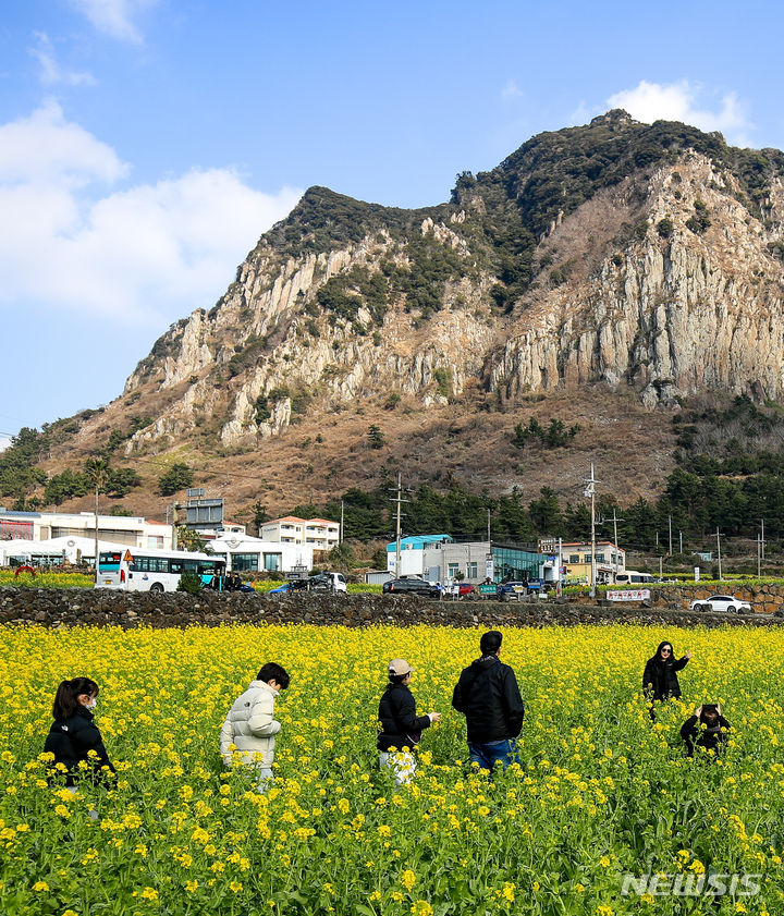 [서귀포=뉴시스] 우장호 기자 = 입춘(立春)을 엿새 앞둔 29일 제주 서귀포시 안덕면 산방산 인근에 봄의 전령 유채꽃이 활짝 피어나 관광객들의 시선을 사로 잡고 있다. 2024.01.29. woo1223@newsis.com
