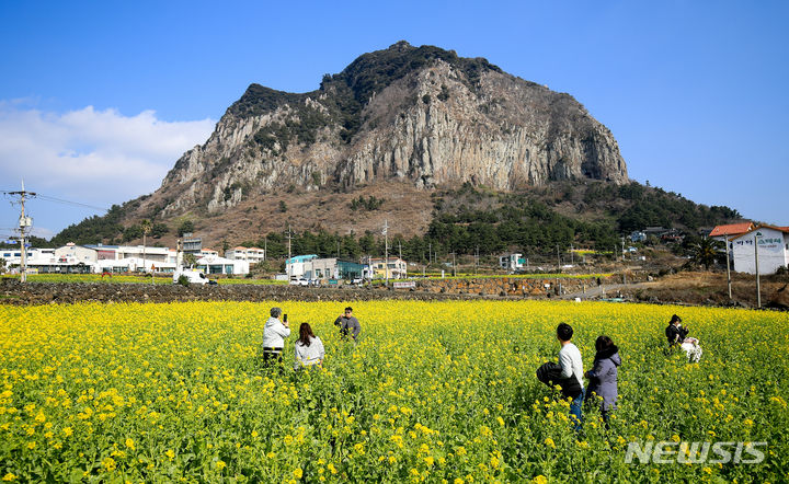 [서귀포=뉴시스] 우장호 기자 = 입춘(立春)을 엿새 앞둔 29일 제주 서귀포시 안덕면 산방산 인근에 봄의 전령 유채꽃이 활짝 피어나 관광객들의 시선을 사로 잡고 있다. 2024.01.29. woo1223@newsis.com