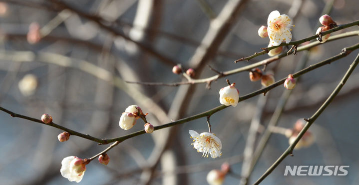 [울산=뉴시스] 배병수 기자 = 북극 한파가 한풀 꺽인 30일 오전 울산 남구 선암호수공원에서 봄의 전령사 매화가 꽃망울을 터트리고 있다. 2024.01.30. bbs@newsis.com