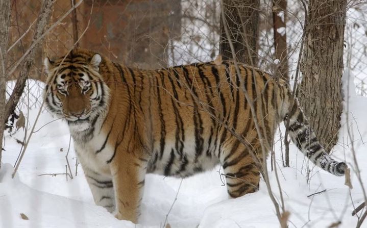 시베리아 호랑이가 인근 마을 주민을 공격하는 사례가 늘고 있다고 영국 언론 인디펜던트가 보도했다. (사진='인디펜던트(The Independent)' 캡처) *재판매 및 DB 금지
