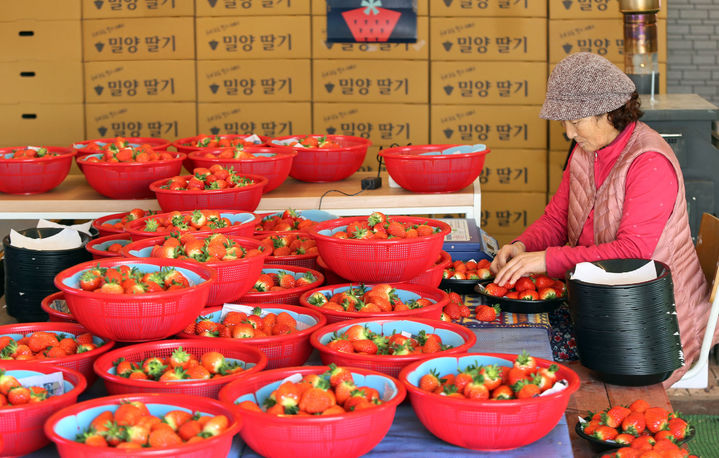 [밀양=뉴시스] 30일 오후 대한민국 딸기 최초 재배지인 경남 밀양시 삼랑진읍 거족마을 박정환씨 고설재배 비닐하우스에서 당도가 높고 향이 진한 겨울 제철 과일인 딸기 수확(선별 포장작업)이 한창이다. (사진=밀양시 제공) 2024.01.31. photo@newsis.com *재판매 및 DB 금지
