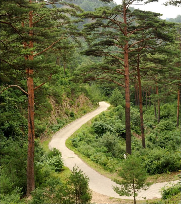 [대전=뉴시스] 대관령 임도.(사진=산림청 제공) *재판매 및 DB 금지
