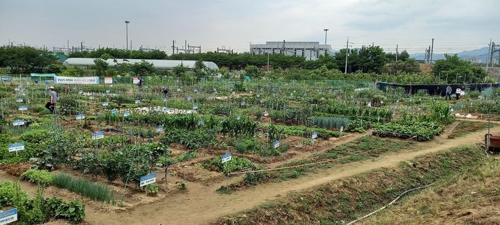 [대구=뉴시스] 대구시 수성구는 구민이 직접 신선한 먹거리를 재배하고 건전한 여가생활을 즐길 수 있는 공영도시농업농장의 분양자를 모집한다. (사진 = 대구시 수성구 제공) 2024.01.31. photo@newsis.com *재판매 및 DB 금지