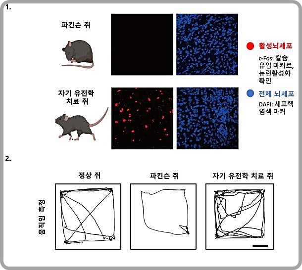 [대전=뉴시스] 나노-자기유전학을 이용한 DBS의 파킨슨병 운동 장애 치료 효과. 그림 1은 나노-자기유전학 DBS에 의한 뇌 심부 시상하핵 지역의 신경세포 활성화 증가를 나타내고 그림 2에서는 나노-자기유전학 DBS 치료를 받은 파킨슨 쥐가 정상 쥐와 비슷한 수준의 활발한 움직임을 확인할 수 있다.(사진=IBS 제공) *재판매 및 DB 금지