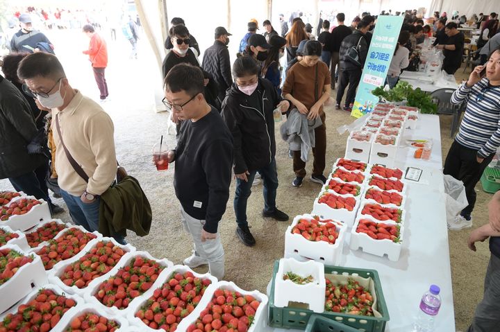 [논산=뉴시스]지난해 논산딸기축제 현장. 2024. 02. 01 *재판매 및 DB 금지