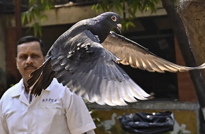 [뭄바이=AP/뉴시스] 인도 뭄바이 경찰이 대만에서 날아온 경주용 비둘기를 중국 스파이로 착각하고 8개월 간 구금한 뒤 지난달 31일 풀어줬다고 AP통신 등이 보도했다. 사진은 해당 비둘기가 뭄바이의 동물 보호 센터에서 날아가는 모습. 2024.02.02. *재판매 및 DB 금지