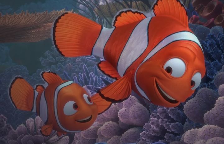 영화 '니모를 찾아서'의 주인공으로 유명한 물고기 흰동가리(광대물고기)가 수학 능력을 갖고 있다는 연구 결과가 나왔다. 사진은 니모를 찾아서의 주인공 '니모'(왼쪽)'과 니모의 아버지 '말린'. (사진=월트디즈니컴퍼니코리아) *재판매 및 DB 금지