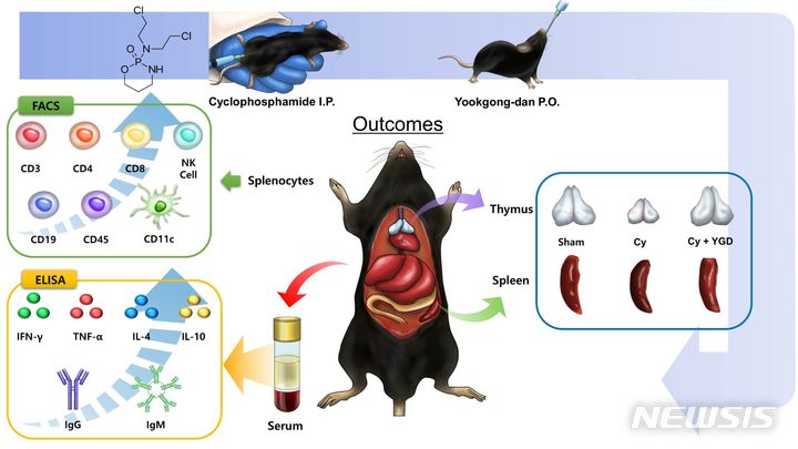 [서울=뉴시스]육공단 투여에 따른 실험쥐의 면역세포와 조직의 변화. (이미지= 자생한방병원 제공) 2024.02.05. photo@newsis.com. 