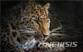 [서울=뉴시스]과거 한국에 서식했다 사라진 멸종위기종 '아무르표범'이 오는 8일 서울에 온다. (사진=서울시 제공). 2024.02.07. photo@newsis.com 