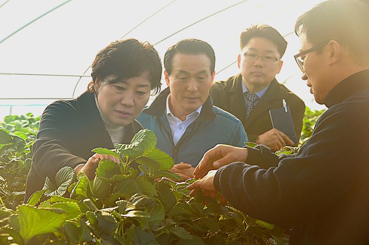 [논산=뉴시스]송미령 농식품부 장관이 8일 부적면 스마트팜 솔루션 도입 딸기농가에서 딸기 생육을 살펴보고 있다. (사진=논산시 제공) 2024. 02. 08  *재판매 및 DB 금지