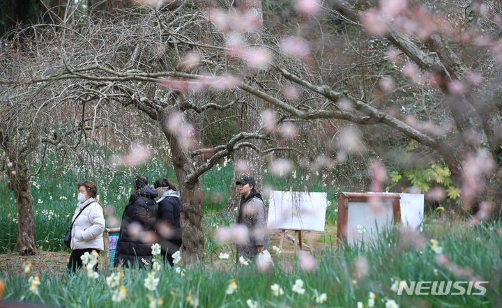 [제주=뉴시스] 우장호 기자 = 제주시 한림읍 한림공원에 수선화와 매화가 활짝 피어나 관광객들의 시선을 사로 잡고 있다. 2024.02.09. woo1223@newsis.com