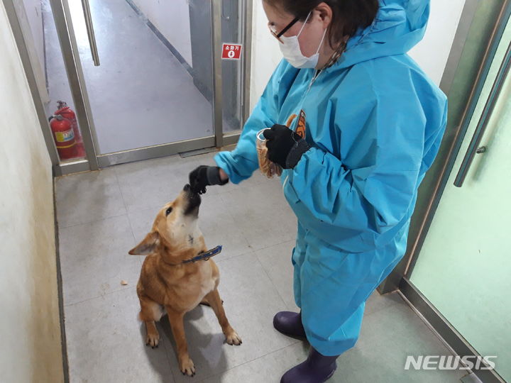[용인=뉴시스] 용인시동물보호센터에서 보호하고 있는 유기동물이 사회화 훈련을 받고 '더 건강하개'에서 만든 수제 간식을 급여받고 있는 모습. (사진=용인시 제공) 2024.02.12. photo@newsis.com