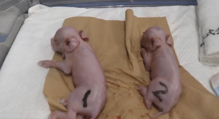 [서울=뉴시스] 일본 메이지대학 연구팀이 사람에게 장기 이식하기 위해 유전자를 조작한 돼지를 탄생시키는 데 성공했다고 13일 발표했다. (사진 출처: 포르메드텍 계정 유튜브) 2024.02.13.  *재판매 및 DB 금지