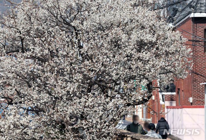 [부산=뉴시스] 하경민 기자 = 포근한 날씨를 보인 13일 부산 수영구의 한 주택 담장에서 활짝 핀 매화가 봄 소식을 전하고 있다. 2024.02.13. yulnetphoto@newsis.com