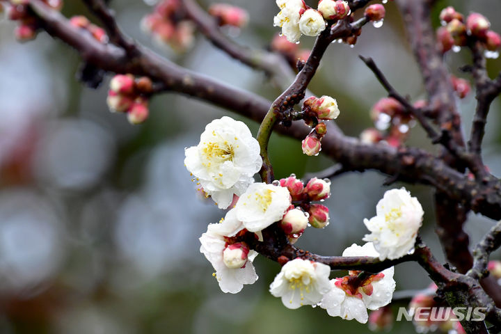 [남해=뉴시스] 차용현 기자 = 봄을 재촉하는 비가 내린 14일 오후 경남 남해군 창선면 한 들녘에 활짝 꽃망울을 터뜨린 매화잎에 빗방울이 맺혀 있다. 2024.02.14.con@newsis.com