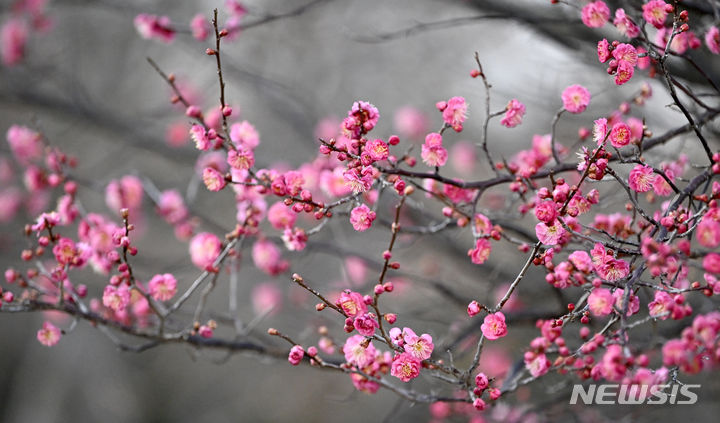 [광주=뉴시스] 김혜인 기자 = 14일 오후 광주 북구 매곡동 국립광주박물관 정원에 홍매화가 피어있다. 2024.02.14. hyein0342@newsis.com