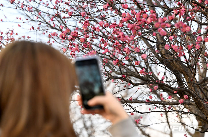 [광주=뉴시스] 김혜인 기자 = 한 시민이 14일 오후 광주 북구 매곡동 국립광주박물관 정원에 핀 홍매화를 촬영하고 있다. 2024.02.14. hyein0342@newsis.com