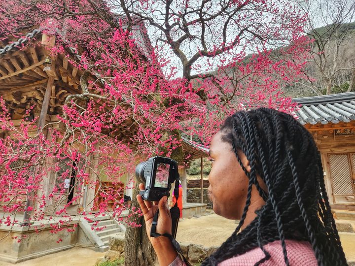 [서울=뉴시스] 화엄사 홍매화 사진을찍는 관람객 (사진=화엄사 제공0 2024.02.15. photo@newsis.com&nbsp; *재판매 및 DB 금지