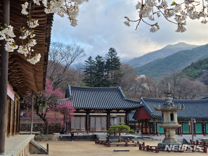 [서울=뉴시스] 대한불교조계종 19교구 본사 전남 구례 지리산 화엄사는 '색을 듣고 소리를 보는 홍매화'를 슬로건으로 '2024 제4회 구례 화엄사 화엄매' 홍매화 들매화 프로사진 및 휴대폰 카메라 사진 콘테스트를 진행한다고 15일 밝혔다. 사진은 2023년 구례 화엄사 화엄매 출품작. (사진=화엄사 제공) 2024.02.15. photo@newsis.com