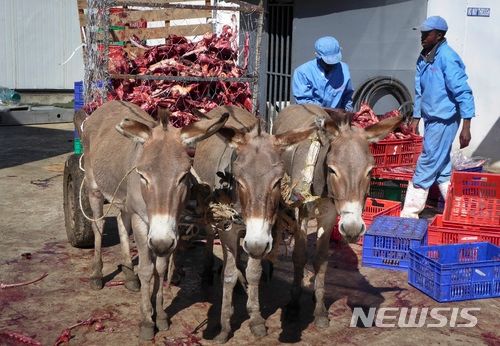 [나이바샤,케냐=AP/뉴시스] 중국 건강식품인 당나귀 아교 '어자오' 수요를 맞추기 위해 아프리카 전역의 당나귀 개체수가 급감하고 도난, 밀수 등 범죄가 성행하자 아프리카 정부들이 당나귀 수출 전면 금지를 고려 중이라고 14일(현지 시간) BBC가 보도했다. 사진은 2017년 케냐 나이바샤의 쓰레기 처리장에서 당나귀들이 어자오 생산을 위해 도축된 당나귀 잔해를 실은 수레를 끌고 있는 모습. 2024.02.16.  *재판매 및 DB 금지