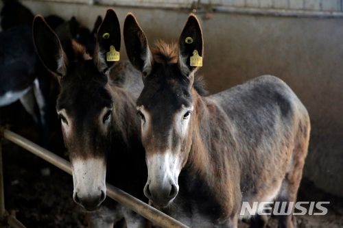 [둥어,중국=AP/뉴시스] 중국 건강식품인 당나귀 아교 '어자오' 수요를 맞추기 위해 아프리카 전역의 당나귀 개체수가 급감하고 도난, 밀수 등 범죄가 성행하자 아프리카 정부들이 당나귀 수출 전면 금지를 고려중 이라고 14일(현지 시간) BBC가 보도했다. 사진은 2018년 중국 산둥성 둥어 마을의 한 당나귀 사육장에서 지난 당나귀들이 도축 전 출하를 기다리는 모습. 2024.02.16.  *재판매 및 DB 금지