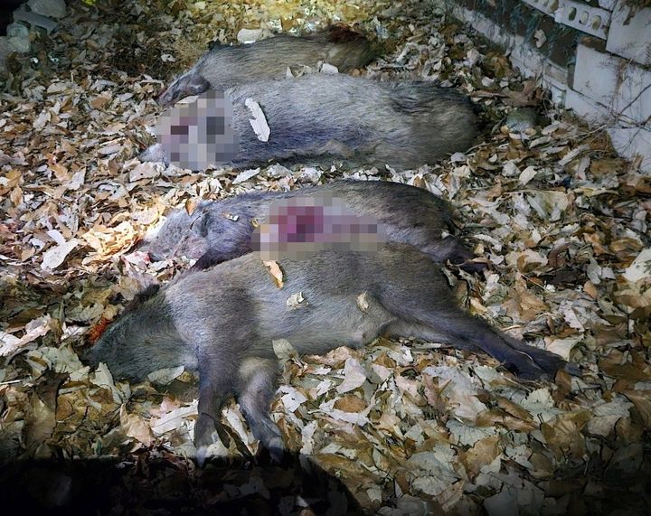 [서울=뉴시스] 16일 오후 5시59분께 서울 도봉구 북한산국립공원 별별모험놀이터에 설치된 폐쇄회로(CC)TV에 멧돼지 2마리가 찍혀 소방당국과 도봉구청이 수색에 나섰다. 소방당국과 도봉구청 등은 오후 8시20분께 총 4마리를 포획했다. (사진=도봉구청 제공) 2024.02.16 *재판매 및 DB 금지 *재판매 및 DB 금지