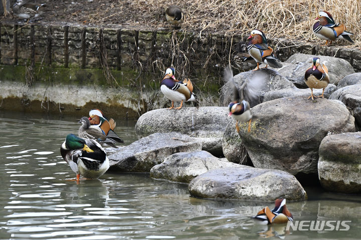 [광주=뉴시스] 박기웅 기자 = 봄기운이 돌고 초목이 싹튼다는 우수(雨水)를 하루 앞둔 18일 오전 광주 북구 전남대학교 내 용지 호수에서 원앙과 청둥오리 등 철새들이 모여 몸 단장을 하고 있다. 2024.02.18. photo@newsis.com