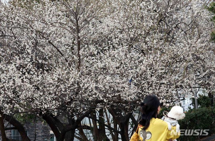 [부산=뉴시스] 하경민 기자 = 완연한 봄 날씨를 보인 18일 부산 수영구 수영사적공원을 찾은 한 시민이 만개한 매화나무 아래에서 산책하고 있다. 2024.02.18. yulnetphoto@newsis.com