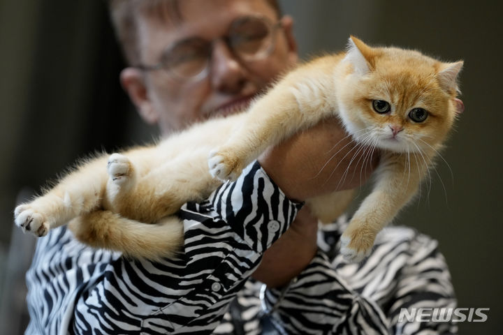 [런던=AP/뉴시스] 18일(현지시각) 영국 런던의 올림피아 런던에서 고양이 축제 '캣스트라바간자'(Catstravaganza)가 열려 한 심사위원이 '브리티시 쇼트헤어' 고양이를 살펴보고 있다. 2024.02.19. 