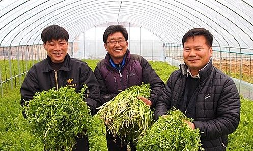 [양산=뉴시스] 양산시 원동미나리. (사진=뉴시스 DB). photo@newsis.com *재판매 및 DB 금지