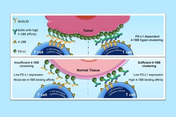 [서울=뉴시스] 북경한미약품이 미국암연구학회(AACR 2023)에서 발표한 BH3120의 작용 기전. 종양(Tumor)에서는 ‘BH3120(왼쪽 Y자 물질)’과 ‘4-1BB 결합력이 높은 이중항체(오른쪽 Y자 물질)’ 모두 강력한 항암효과를 유도하지만, 일반 조직(Nomal Tissue)에서는 BH3120이 4-1BB 결합력이 높은 이중항체와 달리 불필요한 면역활성화를 최소화해 보다 안전성을 지닌다는 내용 (사진=한미약품 제공) 2024.02.19. photo@newsis.com  *재판매 및 DB 금지