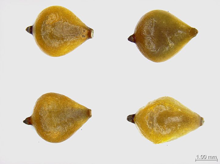 좀매자기 종자 (사진=한국수목원정원관리원 제공) *재판매 및 DB 금지