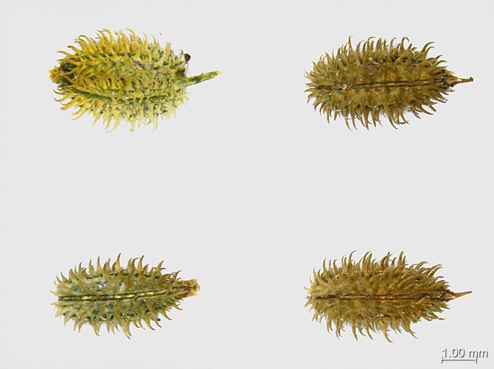 사상자 종자 (사진=한국수목원정원관리원 제공) *재판매 및 DB 금지