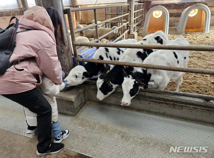 [고창=뉴시스] 류난영 기자 = 전북 고창에 위치한 매일유업 상하농원에서 10일 한 아이가 부모와 송아지 우유주기 체험을 하고 있다. 상하농원은 약 3만평 대지에 자연과 사람이 공생할 수 있는 건강한 농촌을 꿈꾸며 조성된 농어촌 테마공원이다. 