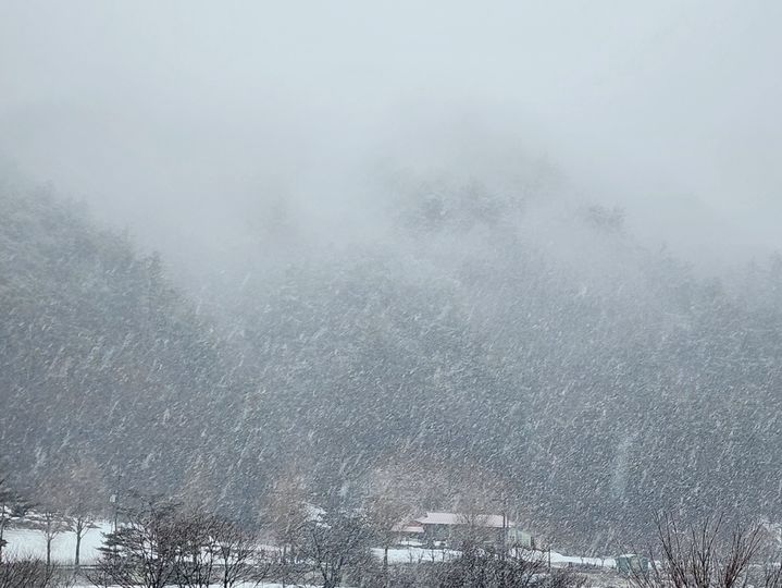 강원 산지에 폭설이 쏟아지고 있는 모습. *재판매 및 DB 금지