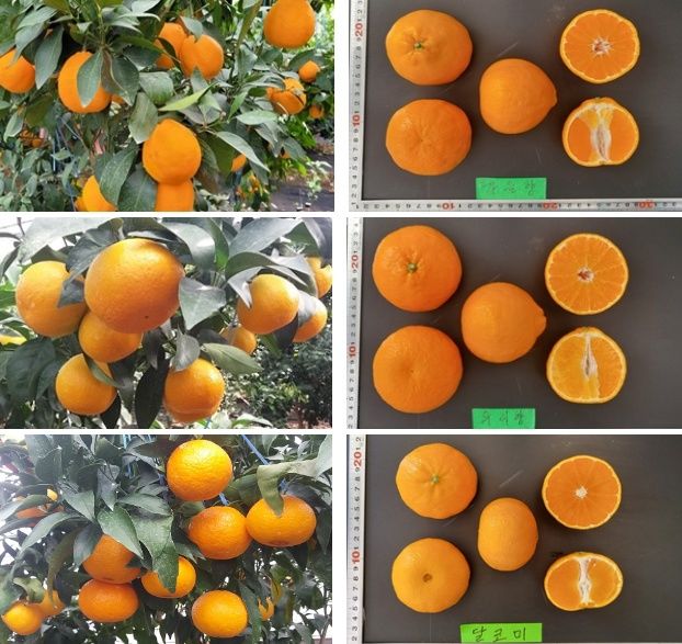 [제주=뉴시스] 제주도농업기술원이 올해 농가에 보급하는 신품종 감귤 가을향, 우리향, 달코미 등 3종. (사진=제주도농업기술원 제공) 2024.02.21. photo@newsis.com *재판매 및 DB 금지