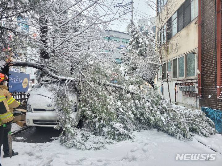 [고양=뉴시스] 나무쓰러짐 현장. (사진=경기도북부소방재난본부 제공) 2024.02.22 photo@newsis.com 
