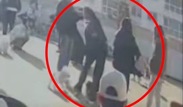 [서울=뉴시스] 펫파크에서 반려견이 사람의 발에 밟히는 사고를 당했다. (사진= 유튜브 '못생긴 노을이' 캡처) 2024.2.22. photo@newsis.com *재판매 및 DB 금지