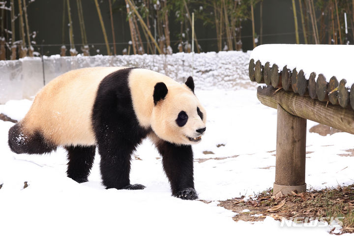 [용인=뉴시스] 김종택 기자 = 금요일인 23일애도 강원도 등 일부 지역에 눈이 계속해서 내려 최대 15㎝의 눈이 쌓이겠다. 비와 눈이 그치며 기온도 차차 떨어져 춥겠다. 사진은 오는 4월초 중국 귀환을 앞둔 판다 푸바오가 22일 경기도 용인시 에버랜드 판다월드에서 눈밭을 걷고 있는 모습. (사진=에버랜드 제공) 2024.02.22. photo@newsis.com