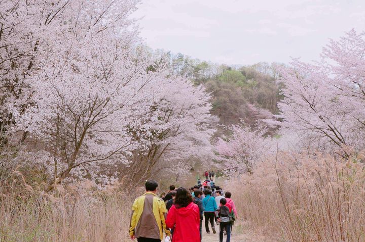 [금산=뉴시스]산벚꽃이 만개한 금산군 군북면 보곡산골. (사진= 금산군 제공)        *재판매 및 DB 금지