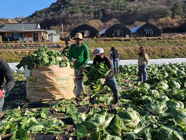 '계절근로자 의무보험' 미가입시 벌금 최대 500만원…1년간 집중 계도