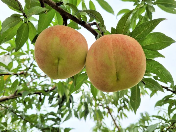 [안동=뉴시스] 복숭아 만월. (사진=경북도 제공) 2024.02.27 *재판매 및 DB 금지