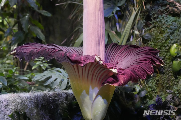 [샌프란시스코=AP/뉴시스] 꽃을 피울 때 시체가 썩는 듯한 악취가 난다는 이유로 일명 '시체꽃'이라고 불리는 야생식물의 꽃이 미국의 한 식물관에서 개화했다. 사진은 시체꽃의 모습. 2024.2.29