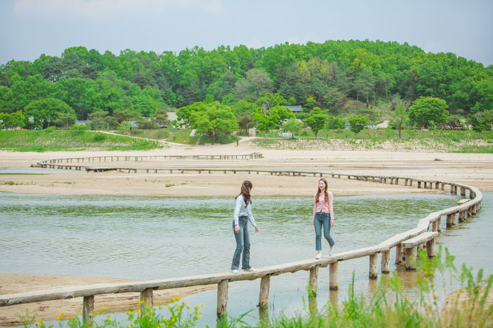 영주 무섬마을 외나무다리. 영주시 제공 *재판매 및 DB 금지