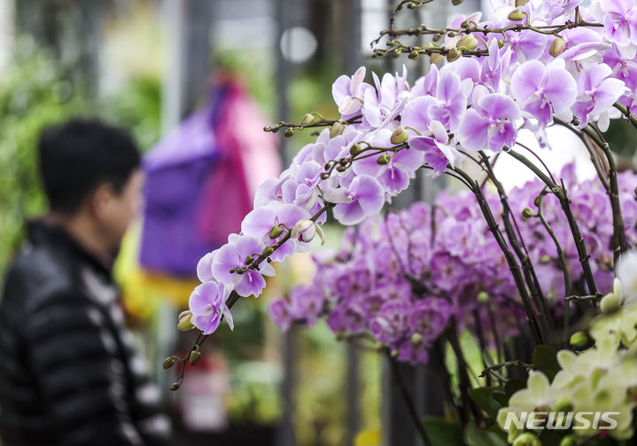 [서울=뉴시스] 정병혁 기자 = 꽃샘추위가 풀리고 평년기온을 회복한 3일 서울 서초구 양재꽃시장을 찾은 시민들이 꽃과 나무를 살펴보고 있다. 2024.03.03. jhope@newsis.com