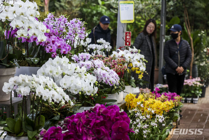 [서울=뉴시스] 정병혁 기자 = 꽃샘추위가 풀리고 평년기온을 회복한 3일 서울 서초구 양재꽃시장을 찾은 시민들이 꽃과 나무를 살펴보고 있다. 2024.03.03. jhope@newsis.com
