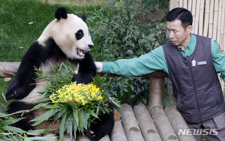 [용인=뉴시스] 최동준 기자 = 대중에 공개 마지막 날인 푸바오가 3일 경기 용인시 에버랜드 판다월드에서 강철원 사육사로부터 유채꽃 선물을 받고 있다. 푸바오는 오는 4일부터 판다월드 내실에서 야생동물 이동에 대한 국제 규정에 따라 건강, 검역 관리를 받고 이송 케이지 사전 적응 훈련도 진행한다. 2024.03.03. photocdj@newsis.com
