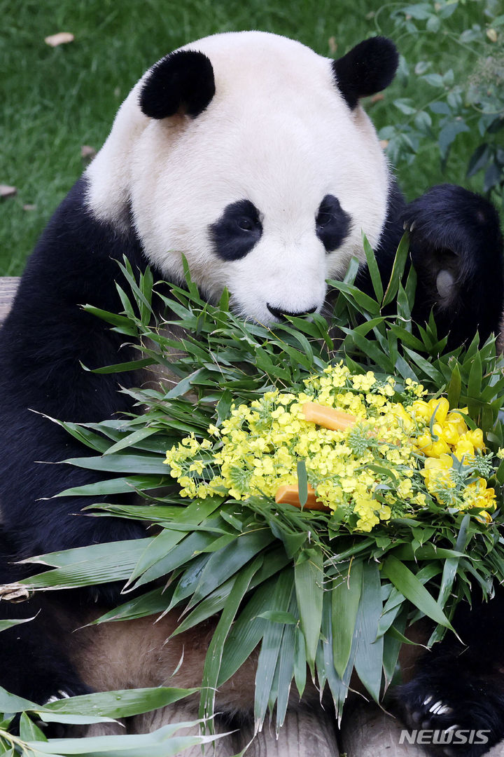 [용인=뉴시스] 최동준 기자 = 대중에 공개 마지막 날인 푸바오가 3일 경기 용인시 에버랜드 판다월드에서 강철원 사육사가 선물한 유채꽃을 바라보고 있다. 푸바오는 오는 4일부터 판다월드 내실에서 야생동물 이동에 대한 국제 규정에 따라 건강, 검역 관리를 받고 이송 케이지 사전 적응 훈련도 진행한다. 2024.03.03. photocdj@newsis.com