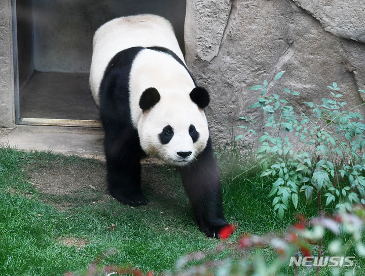 [용인=뉴시스] 사진공동취재단 = 대중에 공개 마지막 날인 푸바오가 3일 경기 용인시 에버랜드 판다월드 방사장으로 나오고 있다. 푸바오는 오는 4일부터 판다월드 내실에서 야생동물 이동에 대한 국제 규정에 따라 건강, 검역 관리를 받고 이송 케이지 사전 적응 훈련도 진행한다. 2024.03.03. photo@newsis.com